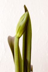  Bud and leaves of the plant Amaryllis