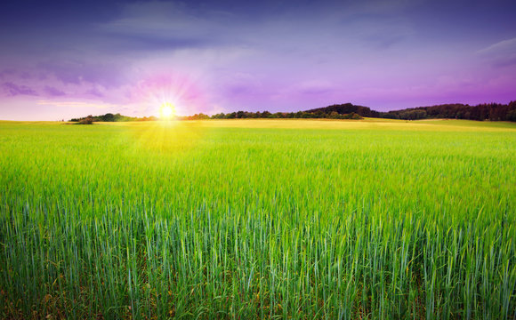 Sunset on green barley field .