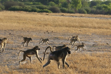 Baboons