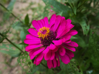 Closeup pink Zinnie Elegan,blurry light design background.