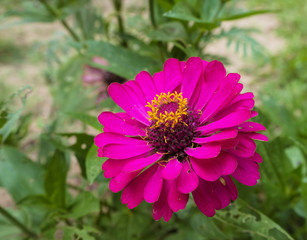 Fototapeta premium Closeup pink Zinnie Elegan,blurry light design background.