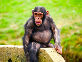 chimpanzé
