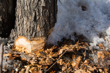 Lower part of the trunk of a tree cut off by an ax and chips around with snow