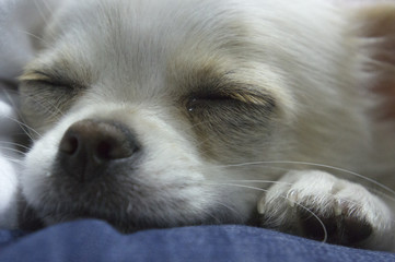 Fototapeta na wymiar Chihuahua, Chiwawa, nice chihuahua puppy on white background
