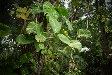 Tropical jungle foliage, close up.