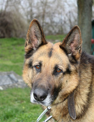 German Shepherd male named Max