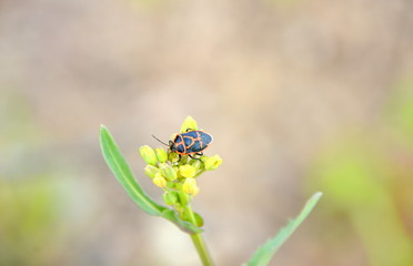 菜の花の害虫　ナガメ