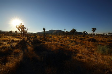 Naklejka premium Joshua Tree Nationalpark Sonnenuntergang Landschaft