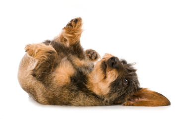 Junger Rauhaardackel w&auml;lzt sich isoliert auf wei&szlig;em Hintergrund