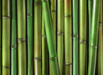 Natural bamboo green background