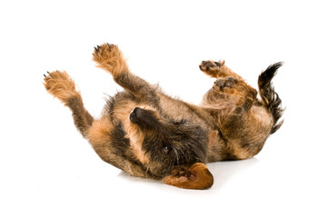 Junger Rauhaardackel wälzt isoliert auf weißem Hintergrund