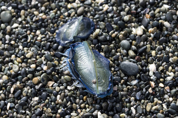 Seashell on pebbles, Pacific Rim National Park Reserve, Tofino, Vancouver Island, British Columbia, Canada