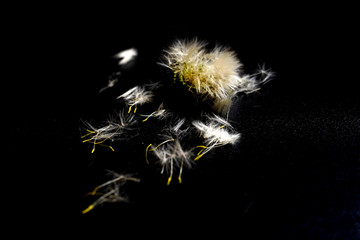 Dandelion flower with seeds ball close up in black background