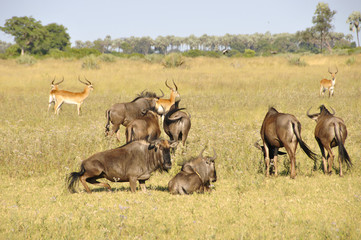 Naklejka na ściany i meble Botswana: Gnus - Wildlife in the Okavango-Delta swamps
