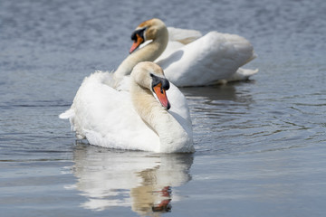Naklejka premium Two mute swans swimming in the water
