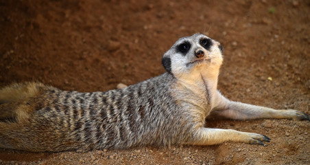 suricata