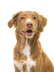 Portret van een scotia duck tolling retriever hond met open mond op een witte achtergrond