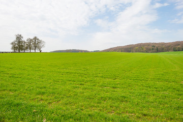 Panorama of a green meadow on a hill in sunlight in spring