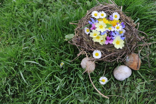 Spring nest with flowers