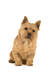 Fototapeta premium Cute norwich terrier sitting and looking at the camera isolated on a white background seen from the front