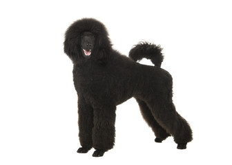 Young black king poodle seen from the side with open mouth isolated on a white background