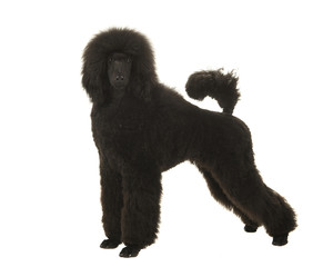 Young black king poodle seen from the side looking at the camera isolated on a white background