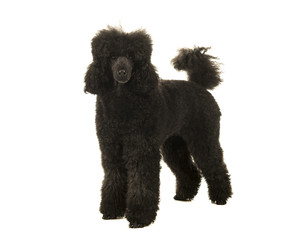 Adult black and grey king poodle standing isolated on a white background