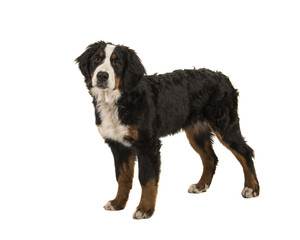Young standing bernese mountain dog isolated on a white background