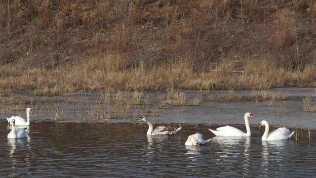 Swan-familiy in winter on the lake