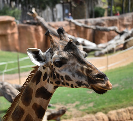 Fototapeta premium jirafa