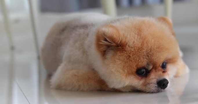 fat pomeranian dog lazy laying down relaxation in home
