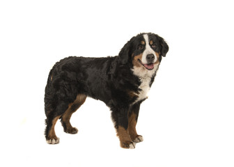 Standing adult bernese mountain dog isolated on a white background with mouth open