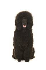 Young black king poodle sitting and looking at camera seen from the front with open mouth isolated on a white background