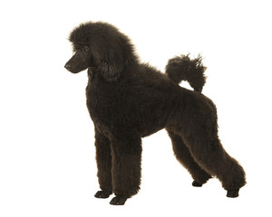 Young black king poodle seen from the side in show position on a white background