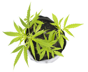 cannabis plant in a pot on a white background, top view.