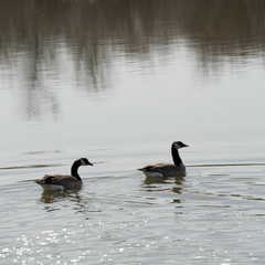 Geese on the lake at Winnipeg Beach, Manitoba Canada