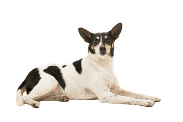 Naklejka na ściany i meble Dutch boerenfox terrier dog lying down looking at the camera on a white background