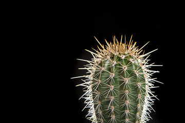 Green single cactus on a black background