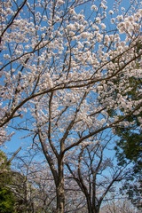 Cherry blossoms in spring day, Japan