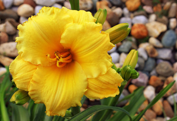 Yellow flower daylily on a background of stones