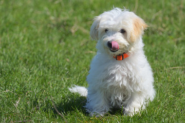 Maltese puppy playing in the garden