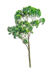 Tree on a white background,clipping paths.