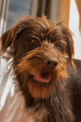 Naklejka premium Happy puppy portrait