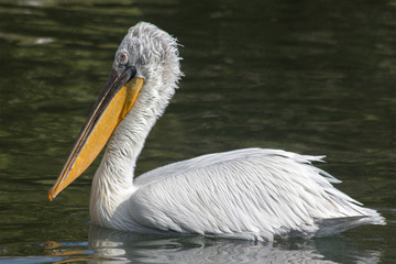 Pelican in the lake.