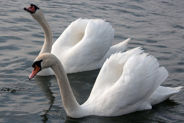 Couple Swans in Love Dance.
