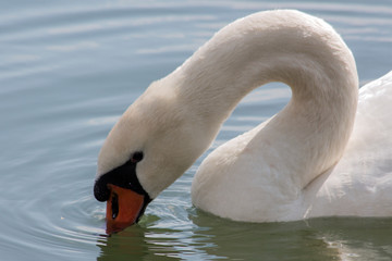 A close portrait of a swan in a lake.