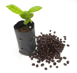 little green coffee plant tree growing seedling in soil with organic coffee beans isolated from the north of Thailand on white background, tob view
