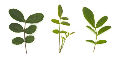 brazilian pepper leaf or Florida holly, isolated on white background, herb, food, medicine