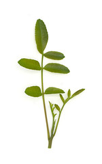 brazilian pepper leaf or Florida holly, isolated on white background, herb, food, medicine