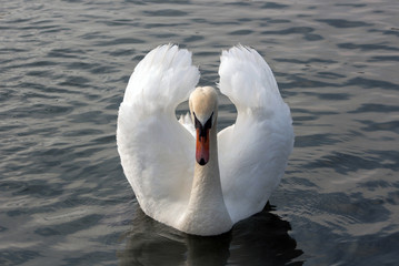 The beauty of a swan in a love period.